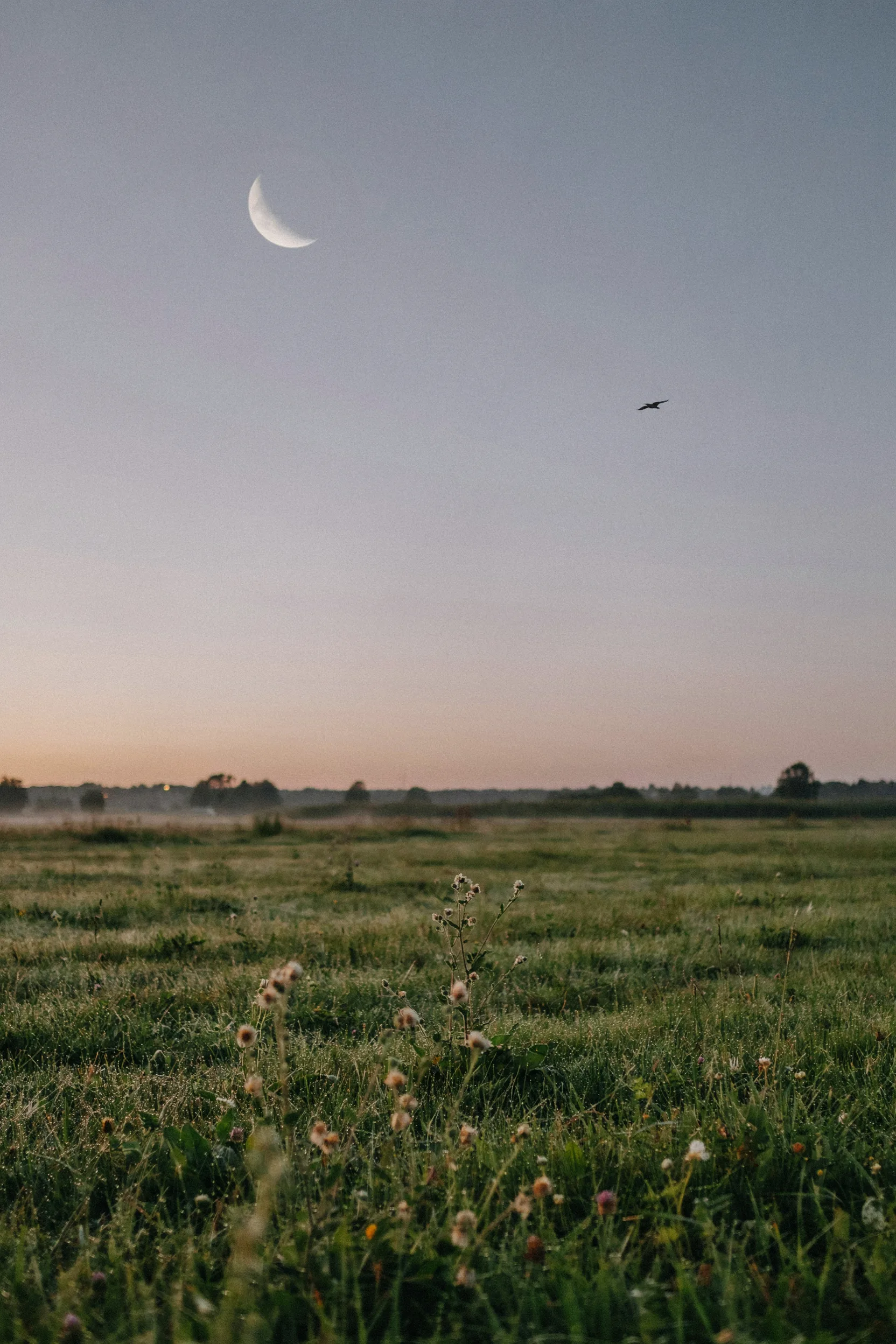 A crescent moon low over a quiet field at dusk
